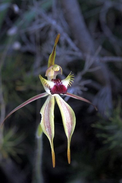 Diamond Spider-Orchid – Caladenia rhomboidiformis