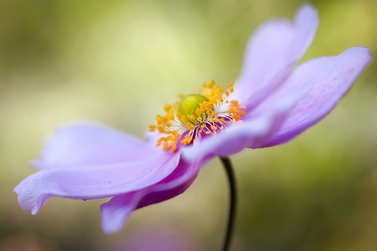 “Japanese Amemone” – Amazing macro work by Mandy Disher