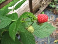 How to Plant, Grow and Care for Raspberry Plants