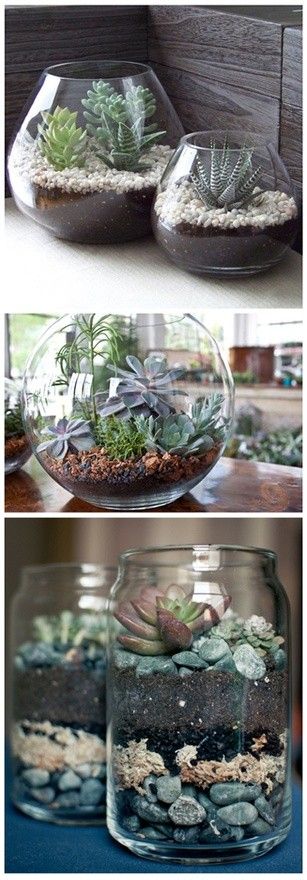 Succulents