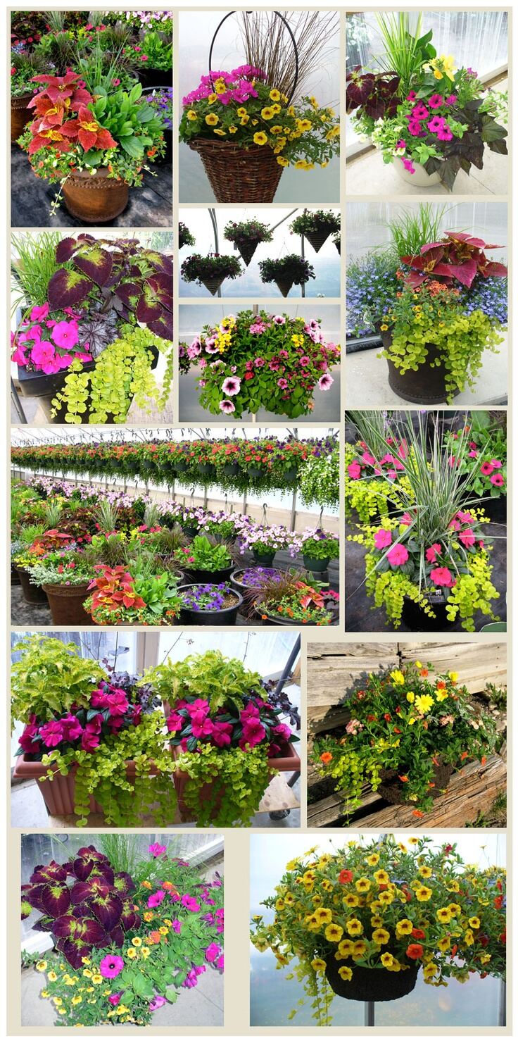 Potted Plants and Color Combos