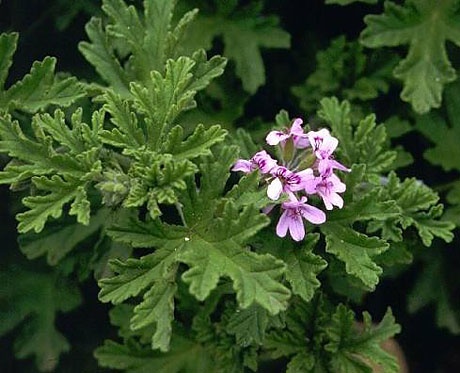 Rose Geranium, my best plant i grow. Not only rare but very unique. Can be used in cooking cakes, potpourri, making soaps & essential oil & so many other uses