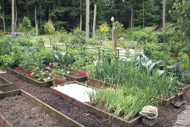 vegetable garden