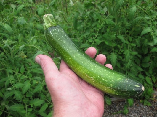 List of Monsanto-owned seeds and veggies to avoid