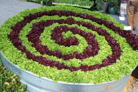 beautiful lettuce growing in the garden.  Why not make a pattern like this?