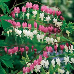 Old-Fashioned Bleeding Hearts