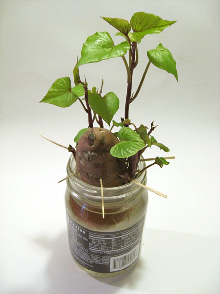 Growing indoor plants