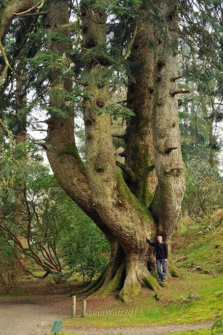 Abies Alba, the Silver Fir at Ardkinglas dubbed the mightiest tree in Europe