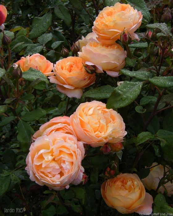 Austen Rose – Lady Emma Hamilton.