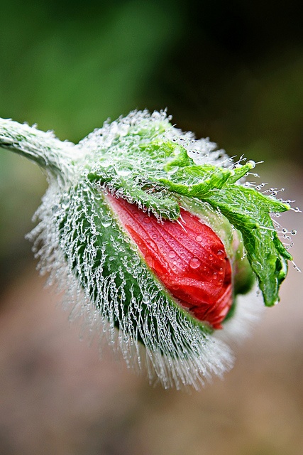 poppy…