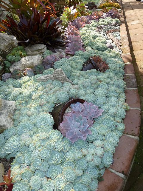Oh my I need this it looks like the ocean. How awesome would that be in a garden. Succulent border – Massed Echeveria elegans with pots of what looks like Echeveria ‘ Perle von Nurnberg’