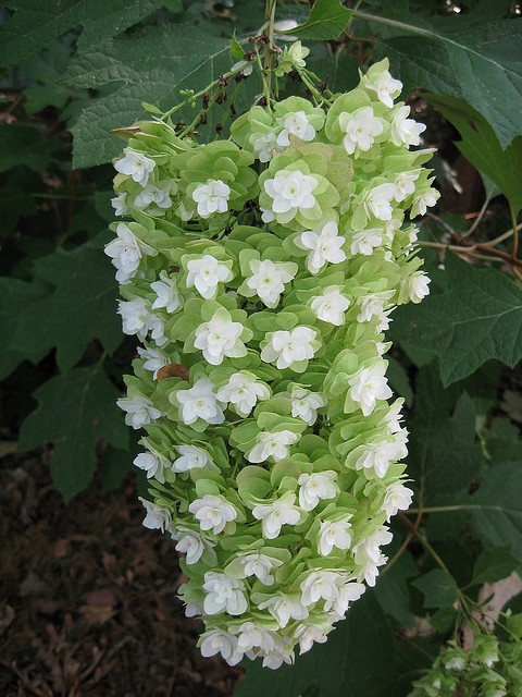 oak leaf hydrangea