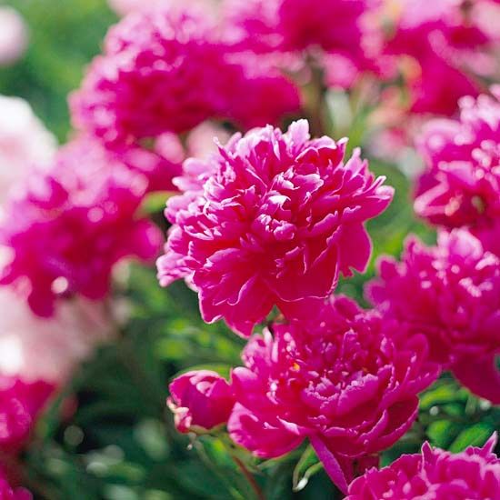 Top 20 Perennials for Your Garden-once you plant them,they just keep coming year after year-a very good thing