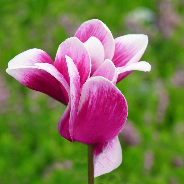 Perfect Pink Cyclamen