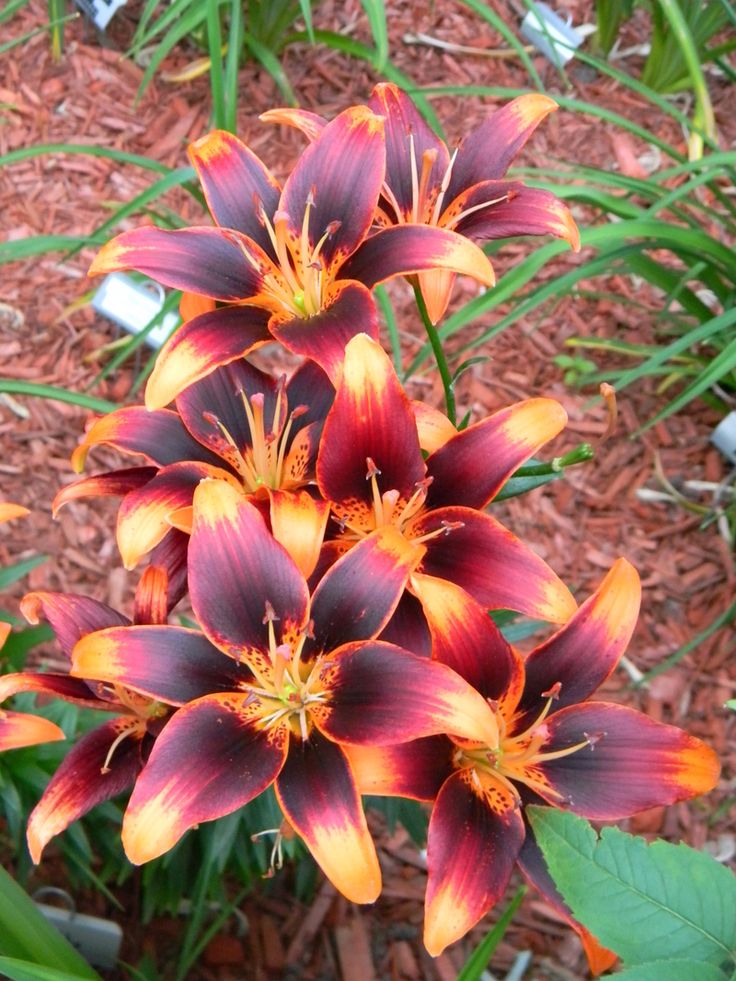 Lily ‘Starlette’ so pretty it doesn’t even look real.