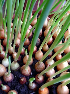 Never pay for onions again.  Grow your own fresh onions year round.  Page also includes tips for growing tomatoes, pineapple, herbs, etc.
