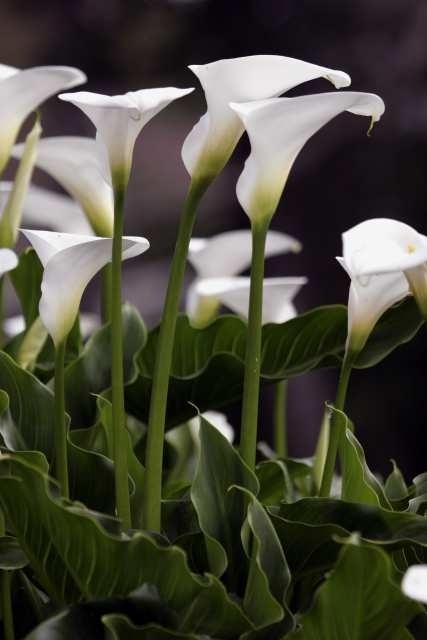 Calla Lillies  Apparently these are lillies too! I like the other ones better…wonder what you might get the next time….