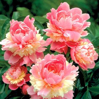 Sorbet peonies.  These are gorgeous !