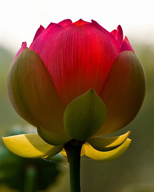 Lotus (photo by Charles Sloger)