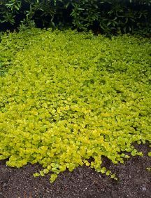 Creeping Jenny comes back every year and keeps out the weeds. I love it in my flowerbeds, spreads. Great contrast color to plants and flowers.   Great Gardens & Ideas