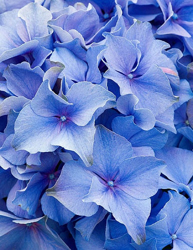 Hydrangea macrophylla ‘blue baron’