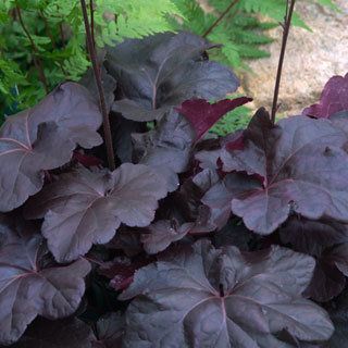 In our front shade garden – nothing kills these things, including accidental neglect :)   Heuchera ‘Obsidian’ PP#14,836