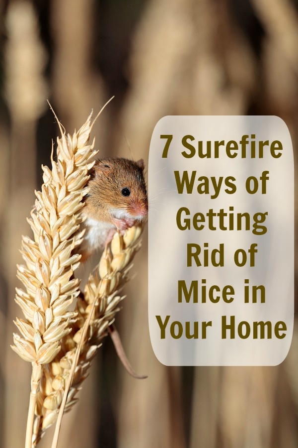 Get Rid of Those Bothersome Mice – Without Paying a Professional