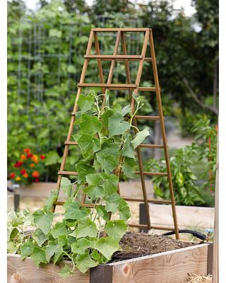 Great for growing vegetables.