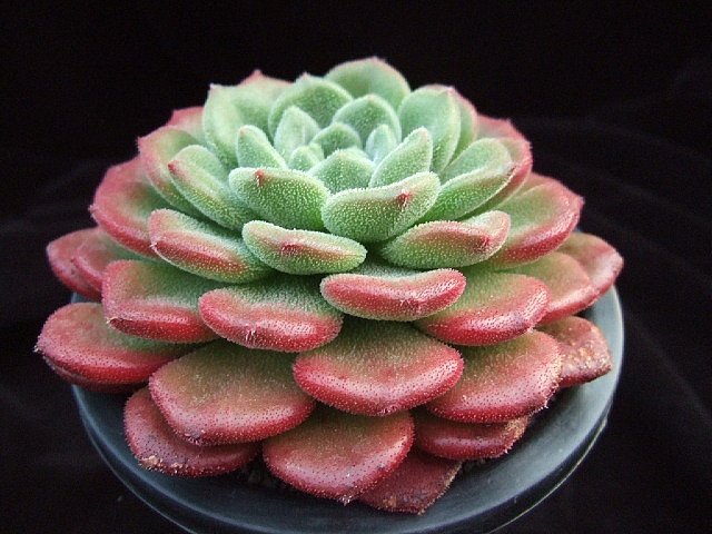 Echeveria ‘Carol’