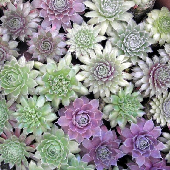 succulent wedding favors