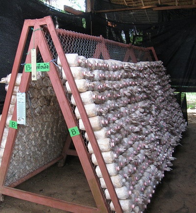 Growing Mushrooms for Income – How to operate a growing mushrooms business.