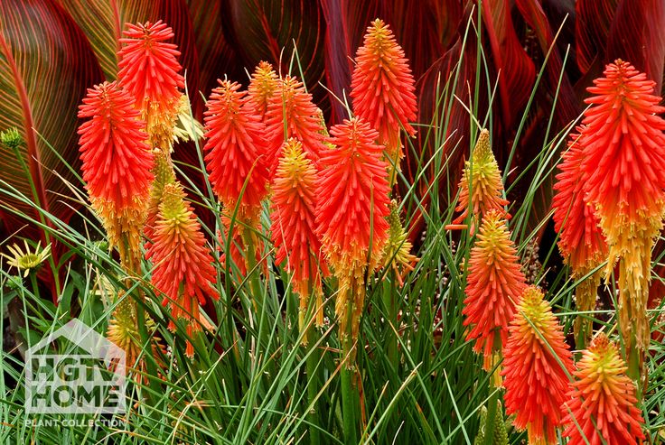Kniphofia