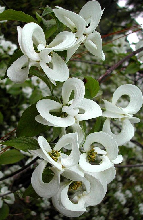 Magic Dogwood (Cornus florida subsp. urbiniana) is a rare Mexican version of the common American Dogwood tree