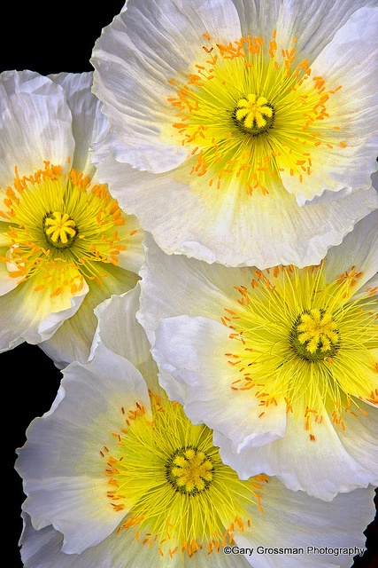 |  |  and Yellow Poppies