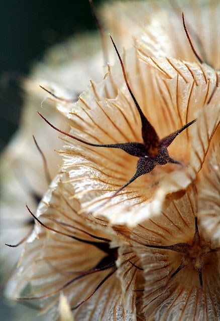 Little Star-Studded Seedpod