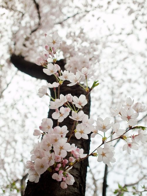 cherry blossoms
