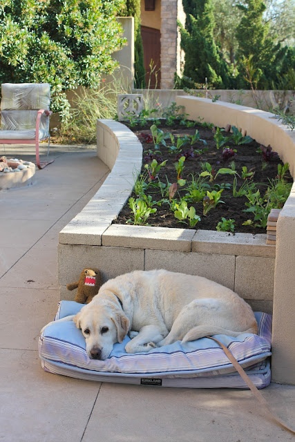 Nice. Concrete cinder blocks topped with cheap concrete pavers. Looks great … couldn’t be easier.