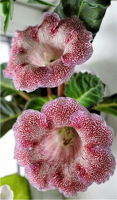 Gloxinia