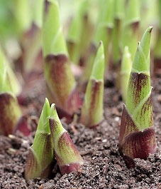 How to divide hostas