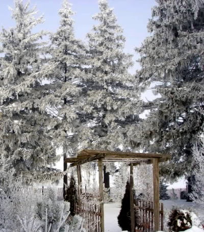 The garden in winter.