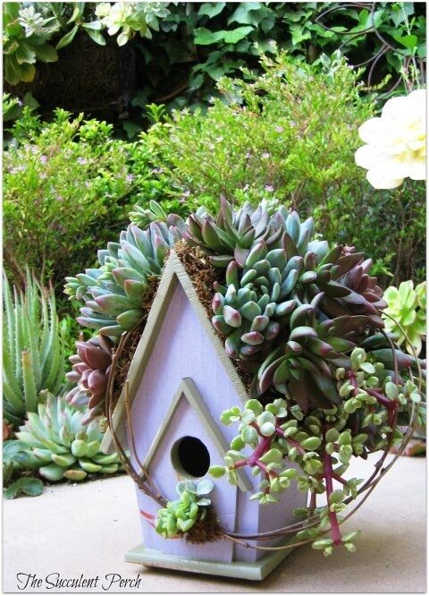 Succulent Bird House