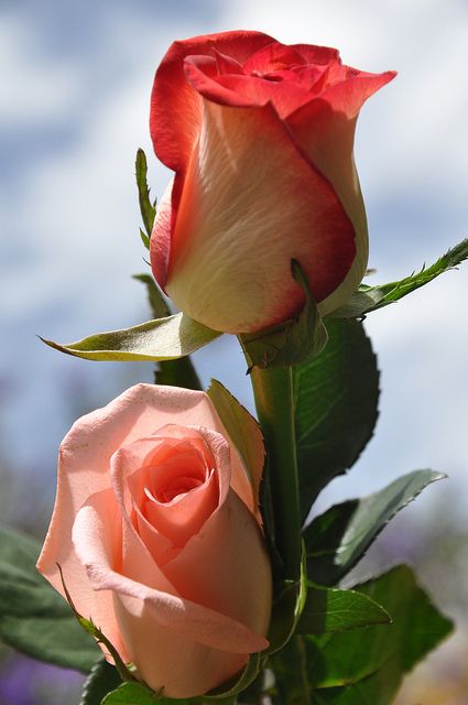 Pink tipped roses