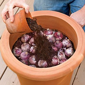 How to Plant Bulbs in a Container – planting in fall and leaving outside during winter will bring forth better blooms because of the exposure to winter cold!