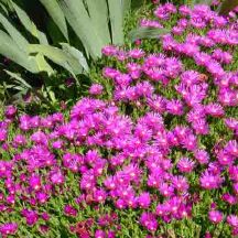 Hardy Ice Plant is an exceptionally drought tolerant succulent with needle-like leaves and fluorescent purple flowers that make this evergreen groundcover a sight to behold. Hot, sunny conditions keep the flowers coming from April to October