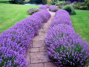 I really want to do this. Lavender Hidcote – This easy-to-grow sun perennial thrives in full sun  normal garden soil. Plants vigorously grow to form mounds of fragrant, silvery foliage 18 tall  24 wide. This drought-tolerant  hardy perennial has extremely fragrant foliage –