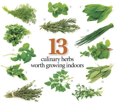 13 herbs to grow in your kitchen, with tips on getting started and keeping them growing