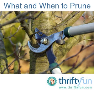 Knowing what and when to prune is essential to maintaining a healthy and aesthetically pleasing garden. Here are some general guidelines on what to prune and when to prune it.