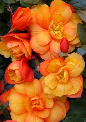 Begonia