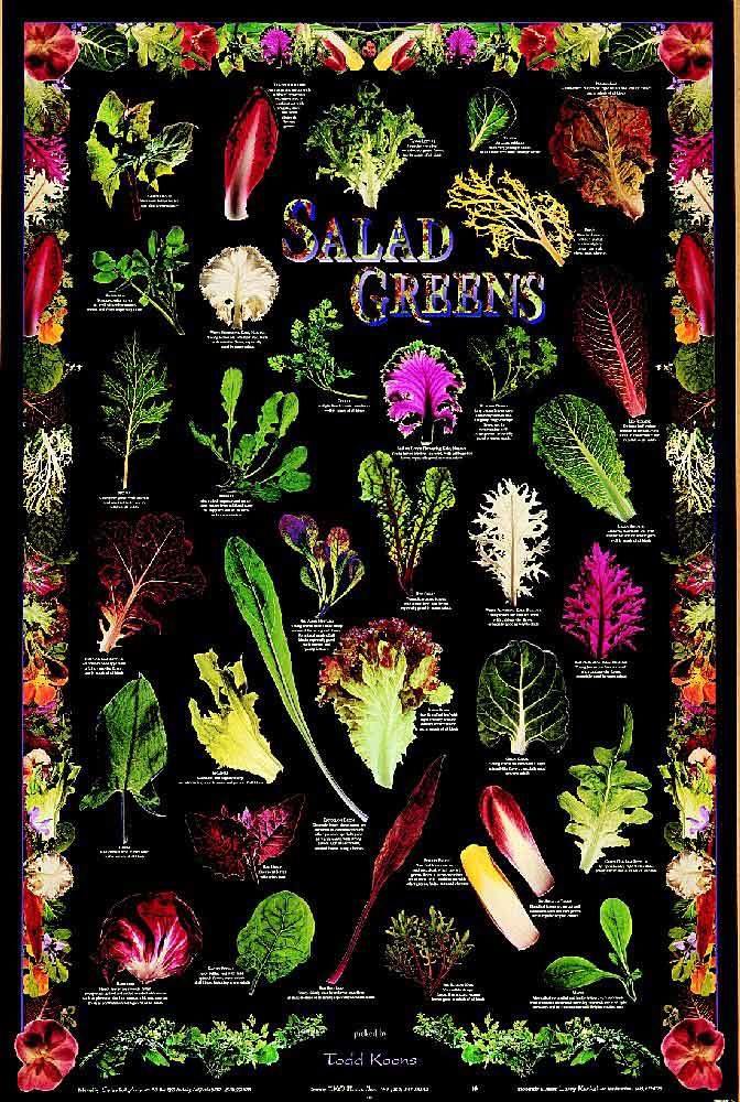 Salad Greens Poster