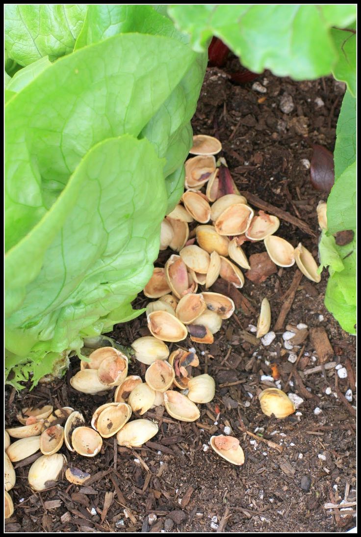 Desperate Gardener: Natural Slug Control